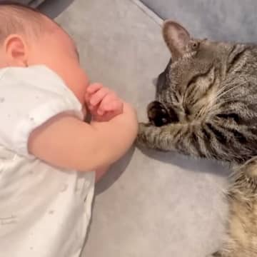赤ちゃんを“家族”と認識した２匹の猫が…お昼寝中に見せた、涙が出るほど『素敵な光景』に感動「大きな愛情を感じる」「尊いなぁ」と絶賛