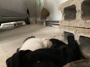 「捨てた人に見せてあげたいくらい元気な美猫になりました」駐車場に置き去られていた子猫の現在の姿がかわいすぎた！