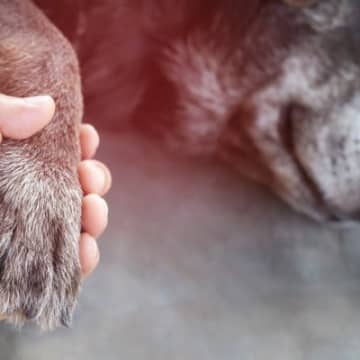 犬が亡くなったらどうすべき？必ずやらなければならない3つのこととは？