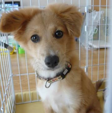 おとなしい印象の保護子犬が実は“猫をかぶっていた”！？今や“お姫様”な15才のシニア犬に成長