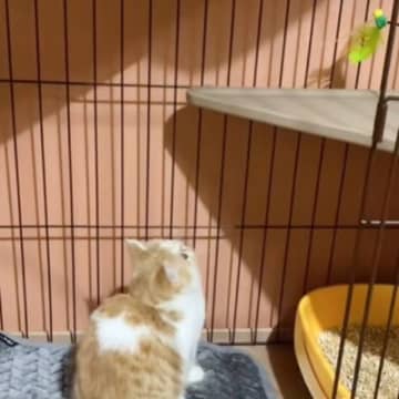 棚の上に猫じゃらし→ジャンプするかと思ったら…予想が大きく外れた『まさかの行動』に爆笑する人が続出「慎重派なんだねｗ」「可愛すぎて笑顔」