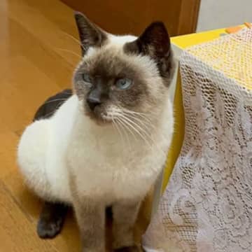 『おこげと名付けた猫』が成長した結果…名前を裏切る『衝撃的な見た目の変化』が97万再生「変わりすぎｗｗ」「予想を遥かに超えてきたｗ」