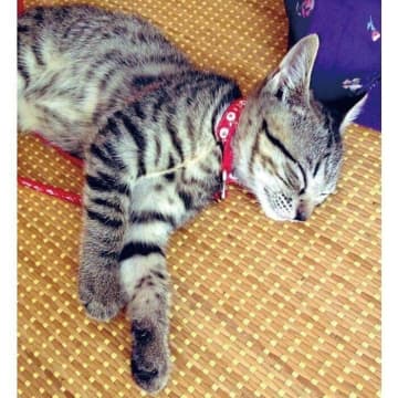 実家で保護した警戒心が強い猫と2年前に家族に　関係性に不安もあったけれど、今では「最高のパートナー」に
