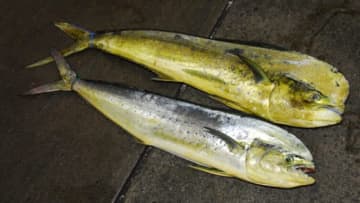 【夏の海を駆ける最強スプリンター】“シイラ”の生態／釣りシーズン／釣り方／仕掛け／食べ方〈初心者釣り知識〉