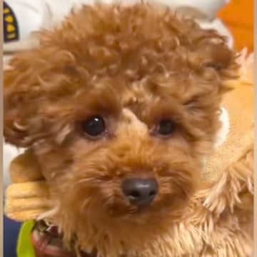 フワッフワで可愛い犬を『お風呂に入れた』結果→衝撃的すぎる『どう見てもモンスターな光景』が86万再生「思った以上で草」「吹いたｗｗ」