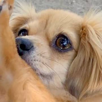 トリミングしたての犬が『仲良しの犬友』に会ったら…『みて～！』可愛すぎるアピールに5万いいね集まる「ちゃんと見せてる」「おめめうるうる」