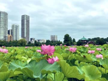 えっ、これが上野…？高層ビルのすぐ隣に“天国への入り口”が出現。「まさに極楽浄土！」と40万人が息をのんだ光景