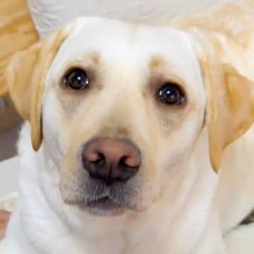 パパとママが『大型犬にハイタッチを求めた』結果…まるで思春期の娘？あまりにも違いすぎる対応に「可哀想ｗ」「お年頃の女子は難しい」と反響