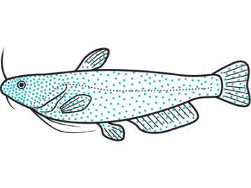ナマズの味蕾は20万個！全身センサーの超感覚魚【眠れなくなるほど面白い 図解 魚の話】