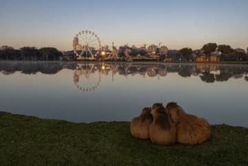 寒さなんて、愛で乗り越える。気温0℃、ブラジルのカピバラが見せた“家族のぬくもり”が「涙出そうなくらい尊い」