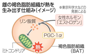 雌特有のカロリー消費を解明　ホルモン関与、新薬に期待