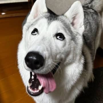 どういう表情!?　“奇跡の変顔”を見せたハスキーの子犬、「その理由」に思わずクスッとする