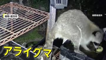 アライグマが「メダカを洗って食べた」庭の水槽で飼育していた少なくとも30匹が1日で･･･　福岡・直方市