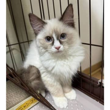 緊張して隅で“ちんまり”と座っていた子猫→お迎えから半年が経過し、「勝気で遊ぶことが大好きなコ」に成長！