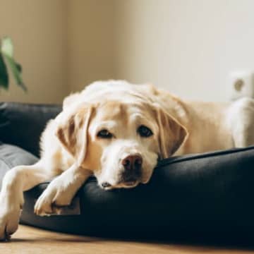 犬の『夏バテ』危険な症状6選　今すぐに病院へ連れて行くべき状態とは？