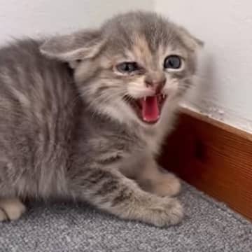 倉庫下から保護された子猫3きょうだい→ご飯を食べさせていたら…2日目の『微笑ましい光景』が9万再生「️めっちゃ可愛い」「愛おしい」