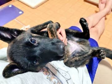 生後4カ月の甲斐犬子犬→1年後には頼もしい“お兄ちゃん”に！「頑固さはありながらも甘えん坊でまっすぐなコ」に成長！