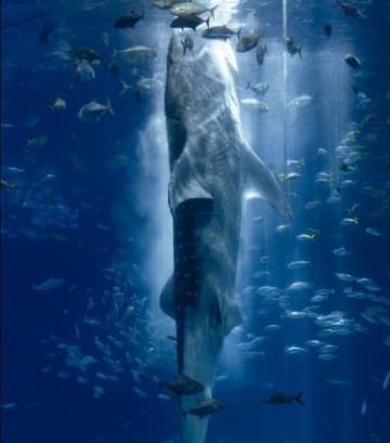 ジンベエザメが、立った…？美ら海水族館で目撃された“ありえない光景”。巨大な主の“直立不動”の姿に「神々しいという言葉がぴったりすぎる」とSNS騒然