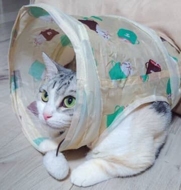 トンネル遊びで猫が見せた「片方の前足だけ出して隠れる」姿が可愛すぎた！