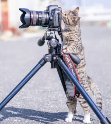 「完全に撮る側の顔してて草」カメラを構える猫、自分が“被写体”だと気づいた瞬間の“表情”が人間すぎる