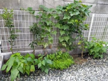 収穫直前の我が家の家庭菜園！