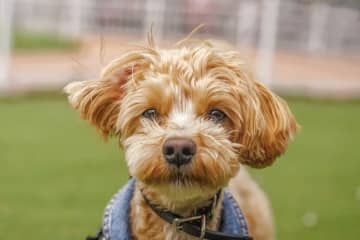 ペット保険最大手の「アニコム」M＆Aで動物病院の事業承継を加速