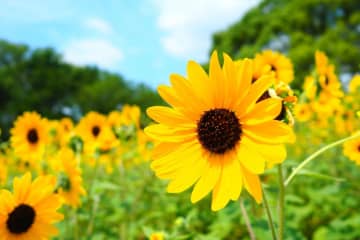 【ガーデニング】夏を代表する花「ヒマワリ」 分枝して咲き続けるタイプや多年草も