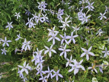 7月15日の花とは？【366日の誕生花と幸せの花言葉】