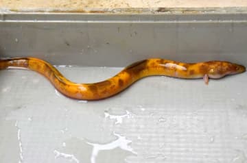 ヒョウ柄?のウナギ　常陸太田の茅根さん捕獲　食卓には上がらない予定　茨城