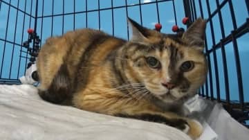 シゲ　雅山　二子山親方　 　ねこまみれチューリップバッグ ✷御予約品✷ 大相撲 雅山 二子山親方 猫 浴衣 反物 チューリップ