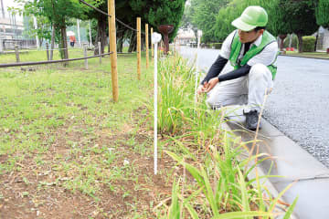 大量盗難の被害が判明　公園に植えられていた「ヘメロカリス」　昨年譲り受けた植物、今夏初めて花を咲かせていた　「思い踏みにじられ、悲しい」