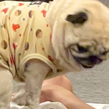 帰宅したお父さんを出迎える犬→なぜかお腹の上で…想定外な『クセが強すぎる歓迎の方法』に2万いいね「子どもと一緒ｗ」「グエッてなる」と爆笑