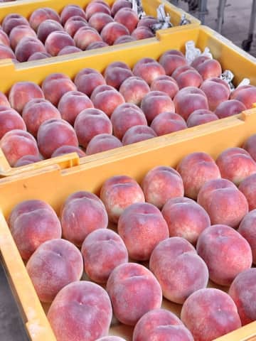 桃の名産地・韮崎市新府で、今年の桃の出荷が始まっています！