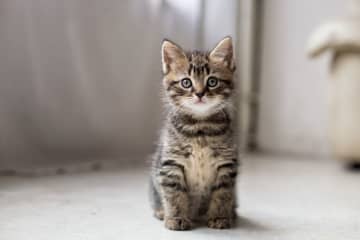 猫に小判