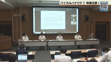 札幌の危険植物？　バイカルハナウドと同定できずも毒性は確認