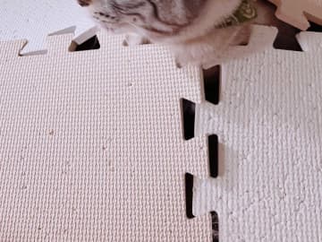 雷が鳴った時の猫　飼い主が笑った理由に「大地の神かな」「生えている…」