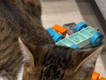 一点を凝視する猫　視線の先には…「すごい」「大物だ」