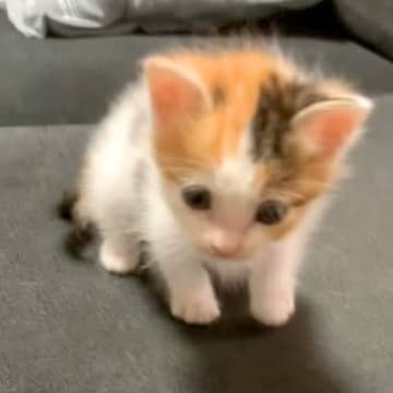 ソファでよちよち歩く赤ちゃん猫→バランスをくずし、次の瞬間…まさかの『ミラクルな展開』が32万再生「かわいすぎ」「助かったにゃん」