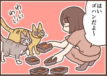 【吉川さん家の猫事情】#101話 シニア猫が4匹いるので…