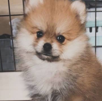 遊んでほしくて動き回る生後2カ月のポメラニアン子犬が“猿期”を経て1歳に！家族に甘える姿に癒される