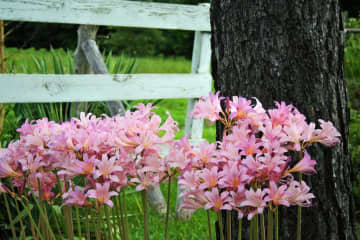 【ガーデニング】夏に植えて秋にすぐ咲かせる、球根の花［8選］