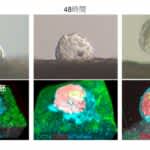 大阪大学が体外の培養子宮で着床と発生に成功