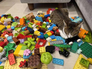 「ある意味大物」「猛者」　まさかの場所で寝落ちした子猫に4.1万人驚がく...同居猫も〝ドン引き〟