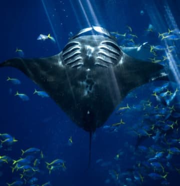 「こんな神秘的な生き物が現実にいるのか…」美ら海水族館の“ブラックマンタ”、その“存在自体が奇跡”な姿にSNS震撼