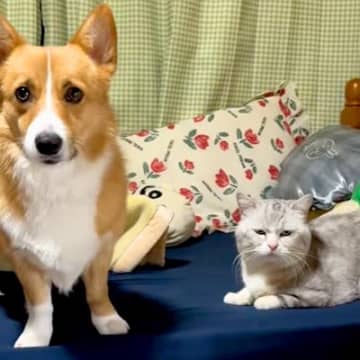 『猫にチューして』と犬に伝えた結果…思ったよりも激しい『まさかの光景』が75万再生「最後のドヤ顔たまらんｗ」「にゃんこ迷惑そうで草」