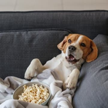 犬がリラックスできる『楽な姿勢』4選　安心してくつろいでもらうためにできることはあるの？