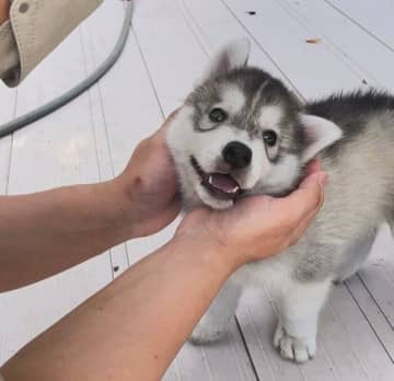 やんちゃで騒がしかったハスキー子犬が3才に！　「体が大きいのに甘えん坊」なギャップにキュン