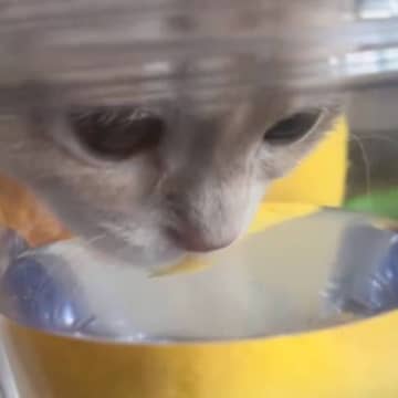 水を飲み始めた猫→角度を変えて見てみたら…想像もしていなかった『まさかの光景』が1454万再生「ブルートゥースｗｗ」「爆笑した」＜海外＞