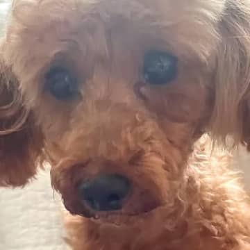『寿命の約半分、繁殖させられてきた犬』を引き取った結果…過去７年間が嘘のような『涙の現在』が9万再生「表情変わった」「頑張った」と反響