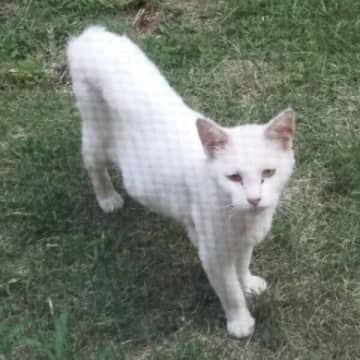 「庭で出会った」ガリガリに痩せた元野良猫→5年かけて保護　現在の「成長ビフォーアフター」が尊い